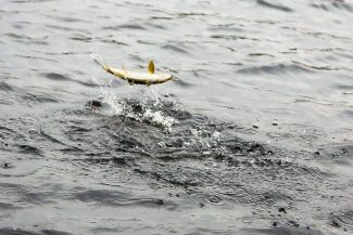 Eilean_Liath_Jun14_7636