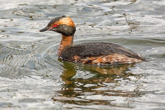 Grebe13Apr13_3882