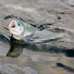 A small pale blue comes to Derek's buzzers