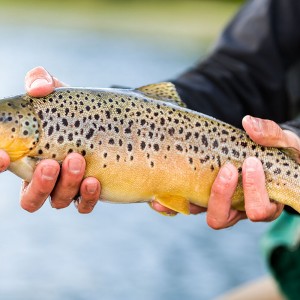 A fat brownie that took a damsel booby being used to 'washing line' the buzzers.