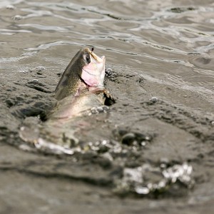 A Caenis feeder to Derek's sparkle gnat.