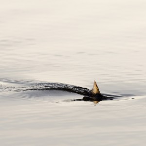 BlackLoch27Sep15_2815