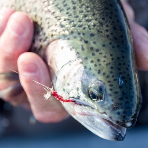 One on a big red Klinkhamer