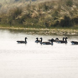 BlackLoch27Sep15_2875