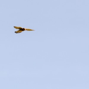 Kestrel
