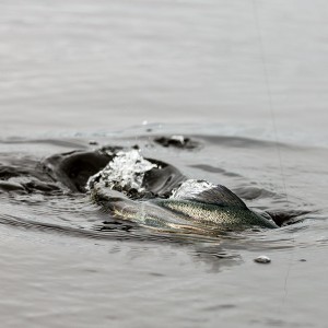 Menteith14Sep15_2562