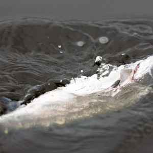 Menteith14Sep15_2581