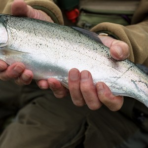 Menteith14Sep15_2587