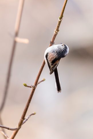 Figgate14Feb17_9082