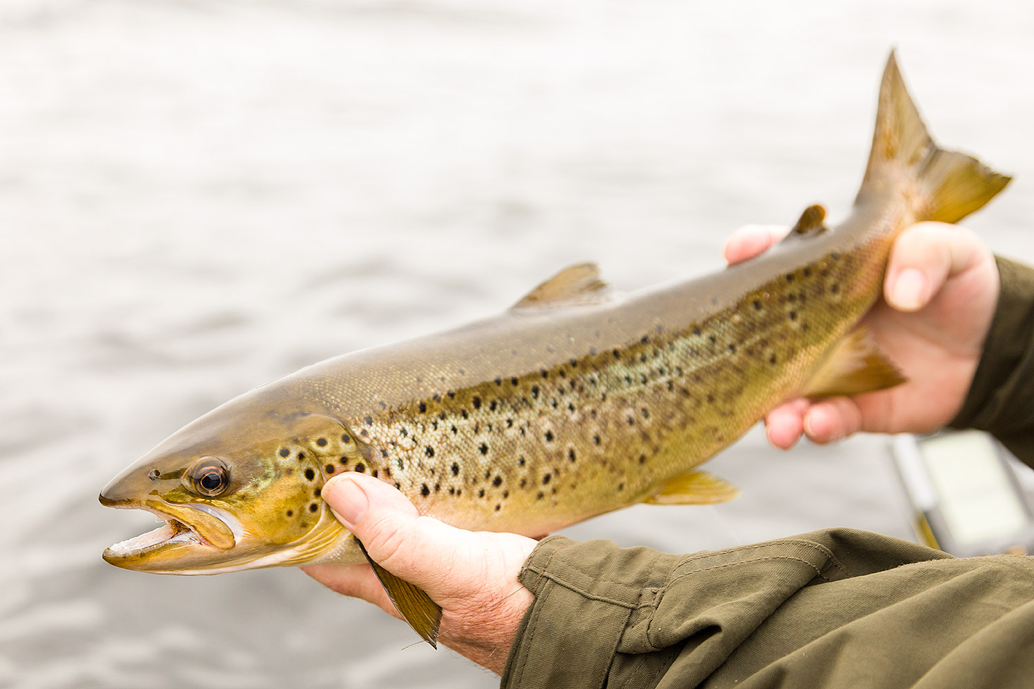 A much argued topic is that of, "Is it a sea trout or a brown trout?&q...