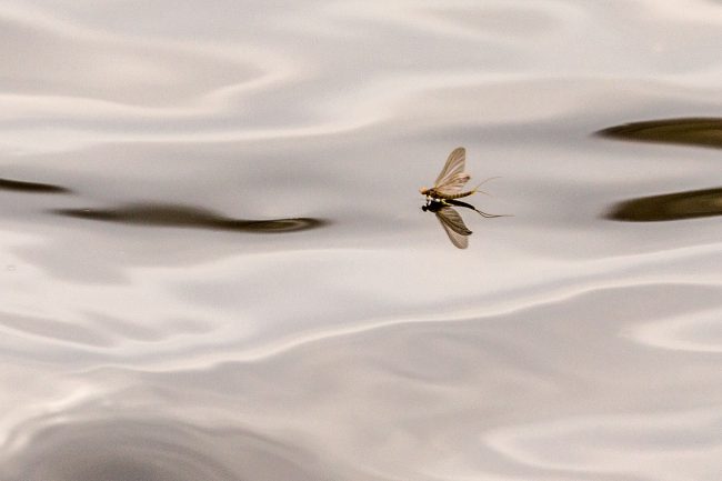 Fishponds06Apr18_0778