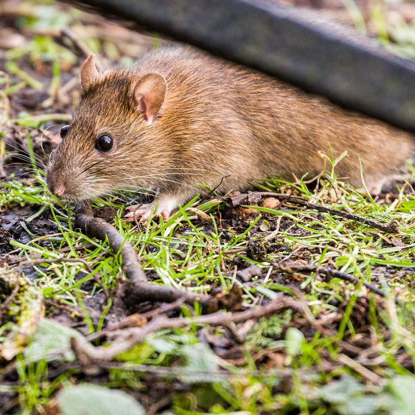 BlackfordHill05Feb20_5898