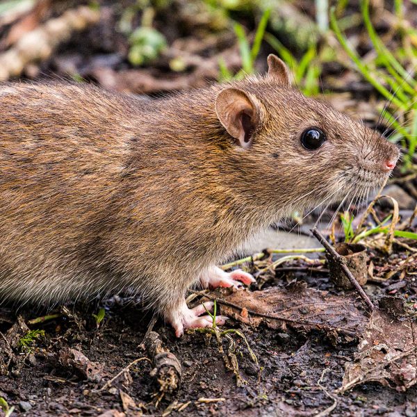 BlackfordHill05Feb20_5901