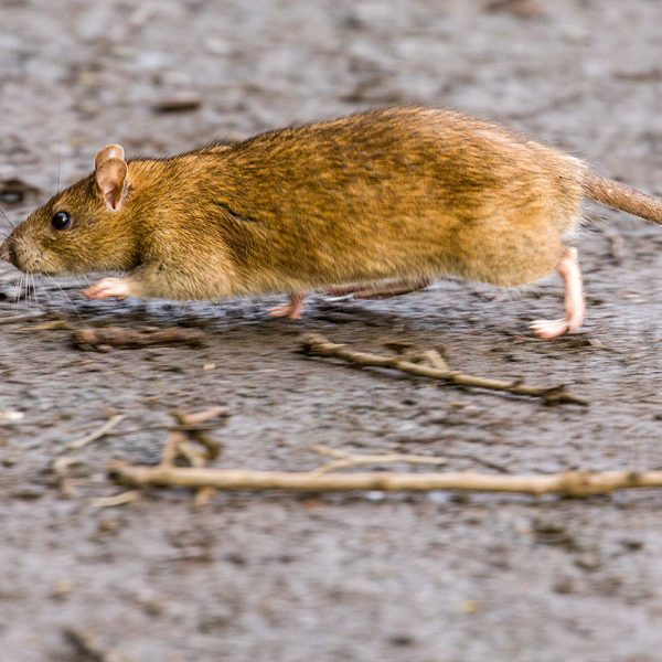 BlackfordHill05Feb20_5907