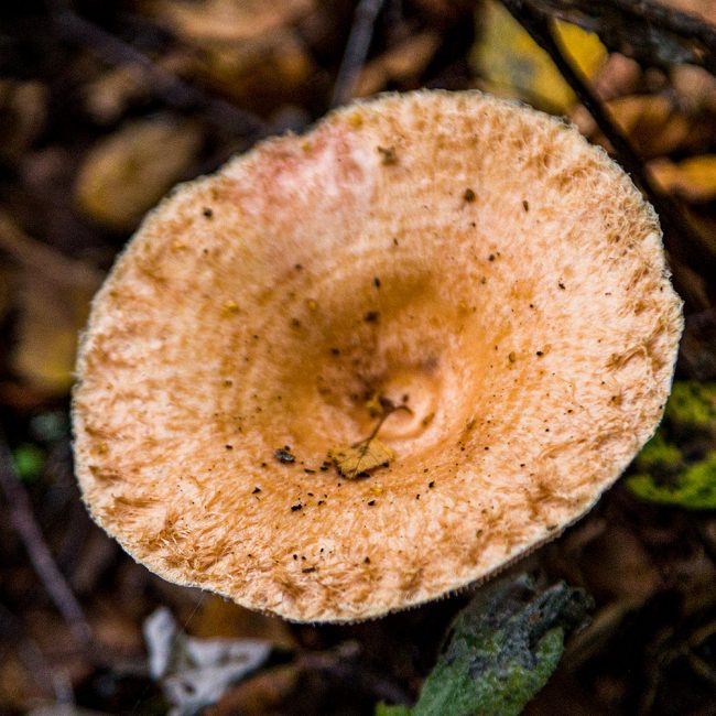 KincraigOct21_9239