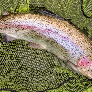 Glencorse08May22_0009