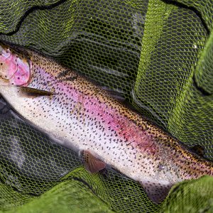 Glencorse08May22_0075