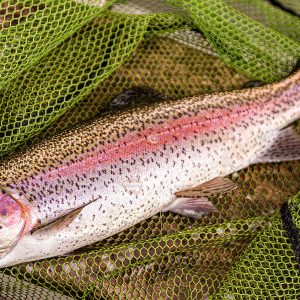 Glencorse08May22_0092