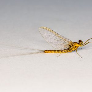 Glencorse08May22_0116