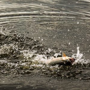 Menteith27Jul2022_3556