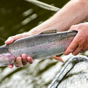 Menteith27Jul2022_3601