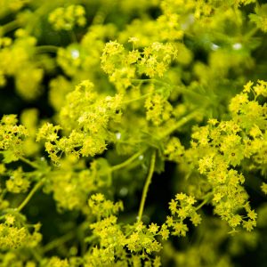 Frandy24Jun2023_6825