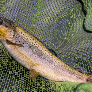 Frandy24Jun2023_6843