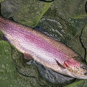 Frandy24Jun2023_6870