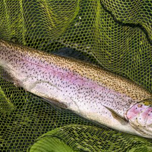 Glencorse27Apr24_4482