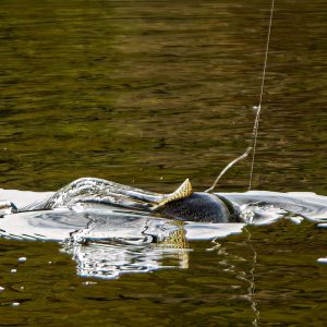 Glencorse27Apr24_4529