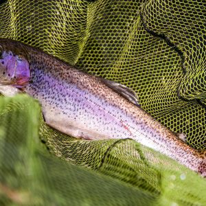 Glencorse27Apr24_4593