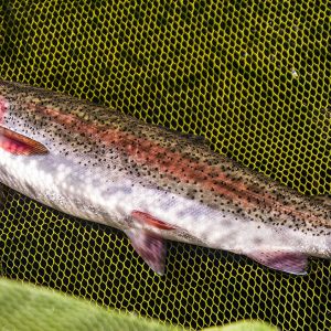 Glencorse27Apr24_4603