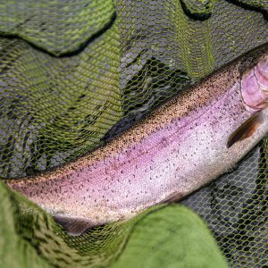 Harelaw25May24_5874-2