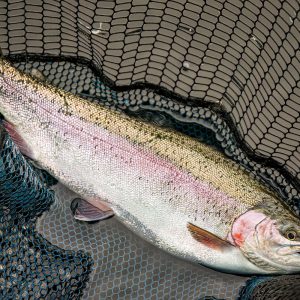 Menteith15May24_5190