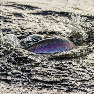 Menteith19Oct24__3890