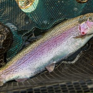 Menteith19Oct24__3953