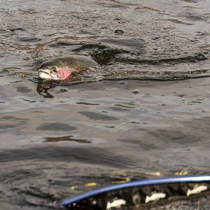 Menteith19Mar25_1811