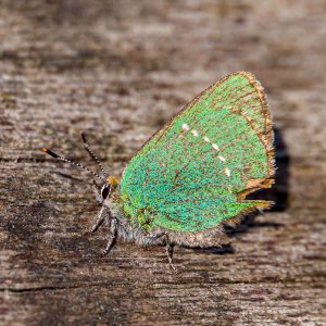 Cobbinshaw10May25_2610