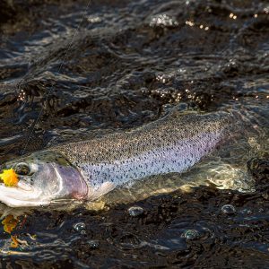 Cobbinshaw10May25_2683