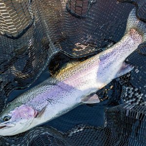 Cobbinshaw10May25_2764