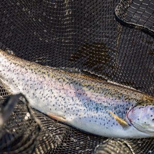 Cobbinshaw11Apr26_0150