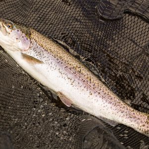 Cobbinshaw11Apr26_0234