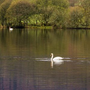 Menteith15Apr26_0647 Menteith15Apr26_0647