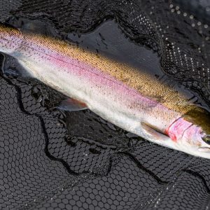 Menteith15Apr26_0695 Menteith15Apr26_0695