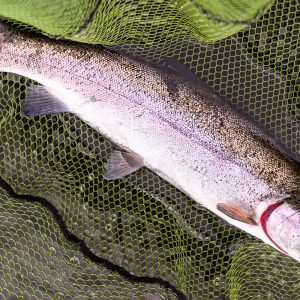 Cobbinshaw09May2026_7416