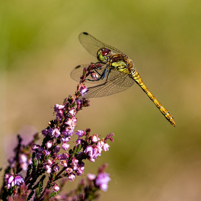 Leadburn23Aug26_7592